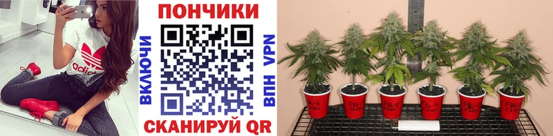 сайты даркнета как зайти  Пикалёво  Каннабис Bruce Banner 